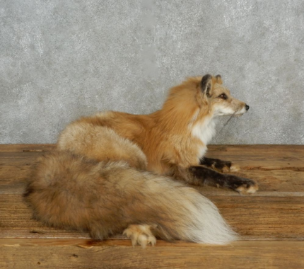 LAYING AMBER FOX LIFE-SIZE TAXIDERMY MOUNT FOR SALE