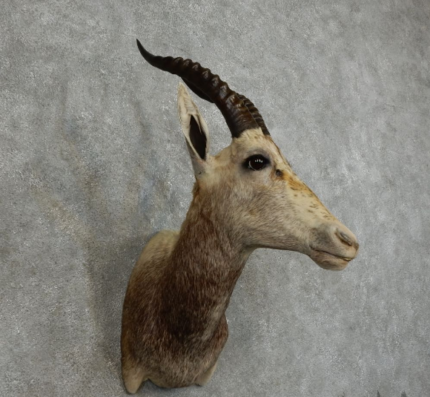 African White Blesbok shoulder taxidermy mount