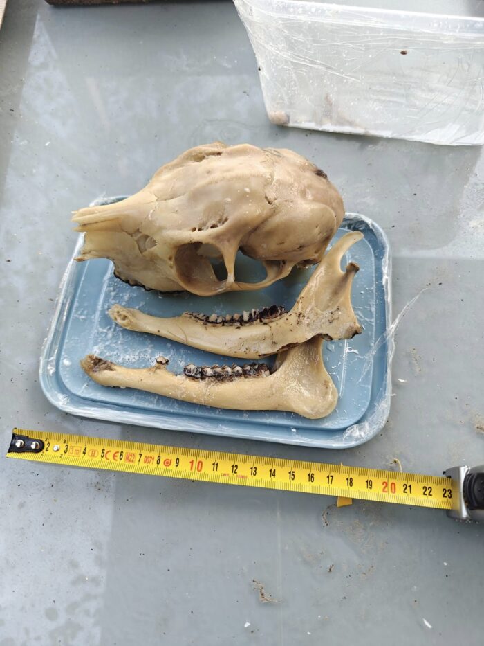 Female roe deer skull for sale