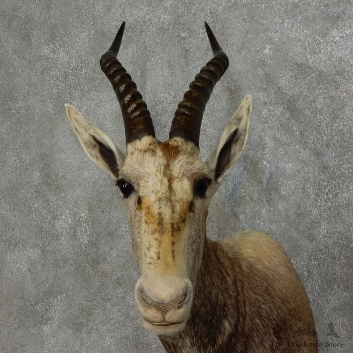 African White Blesbok shoulder taxidermy mount