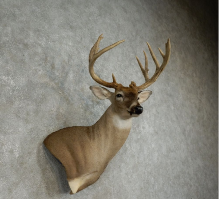 WHITETAIL DEER SHOULDER TAXIDERMY MOUNT FOR SALE