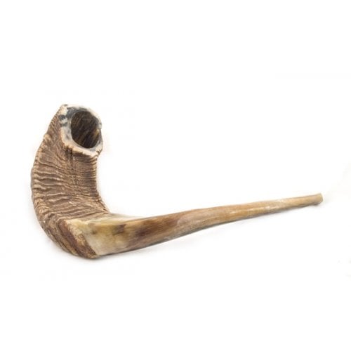 Extra Large Natural Rams Horn Shofar