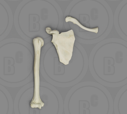 Human Male European Humerus, Scapula, Clavicle Set