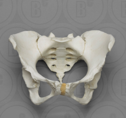 Articulated Female Pelvis with Pits of Parturition