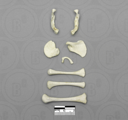 Human Fetal Full Term Set of 8 Postcranial Bones