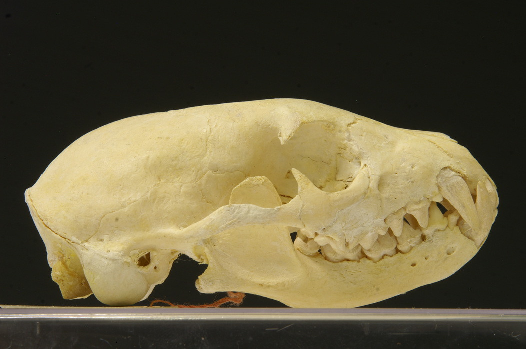 How to Identify a Mongoose Skull