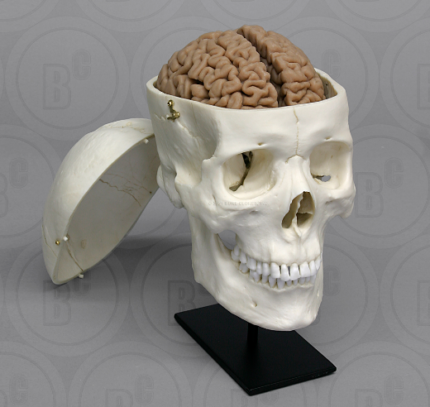 Male Human Skull with Brain and Stand