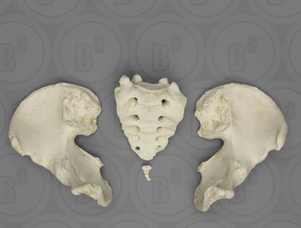 Human Male Adult Pelvis, Disarticulated