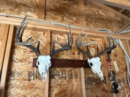 Deer Head Mounts