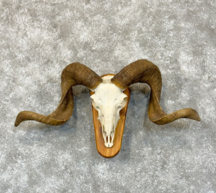 Corsican Ram Skull and Horn European taxidermy mount