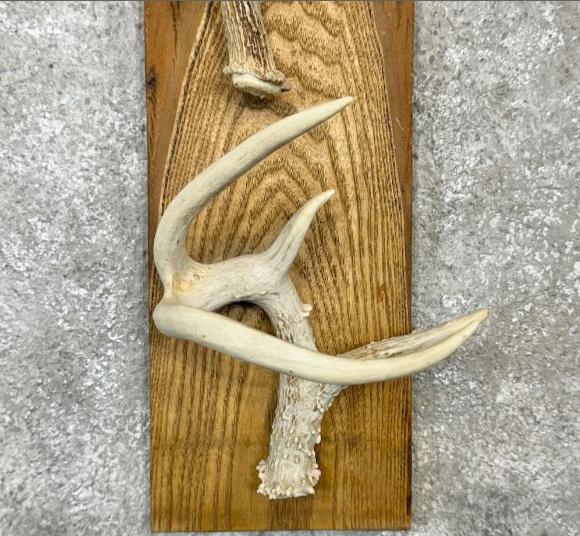 WHITETAIL DEER ANTLER HAT RACK FOR SALE