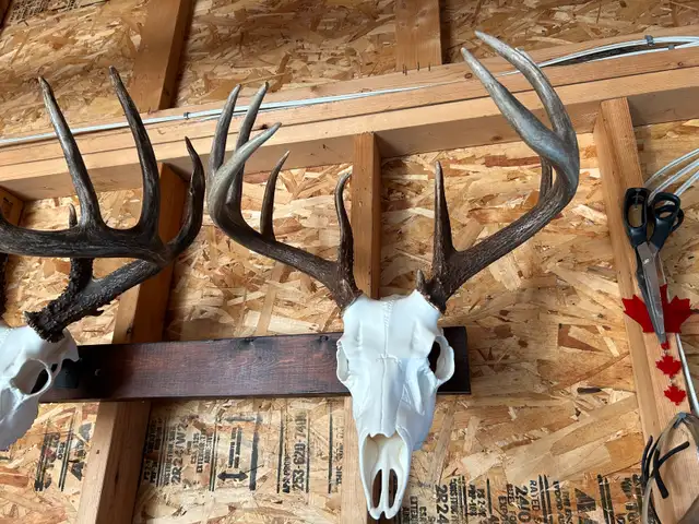 Deer Head Mounts