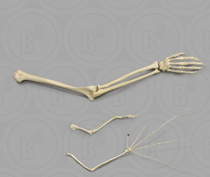 Homologous Structures: Forelimbs, Set of 3