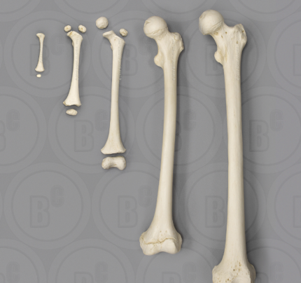 Human Femur Growth Set