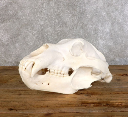 KODIAK BROWN BEAR FULL SKULL FOR SALE