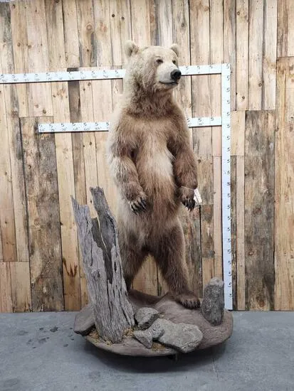 Brown Bear Life-Size Taxidermy Mount