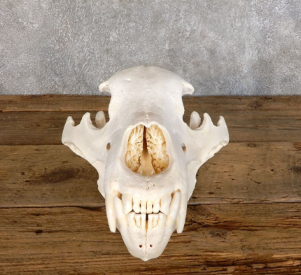 HORNS-ANTLERS-SKULLS The Taxidermy Store carries a wide selection of Horn, Antler and Skull Taxidermy Mounts for sale. We stock a large selection of full skulls, antler plaques, African horns, upper skulls, whitetail sheds, replica tusks & unique antler decor. Search our large selection of products to find just the right item to add to your collection or add the final touch to your rooms decor.