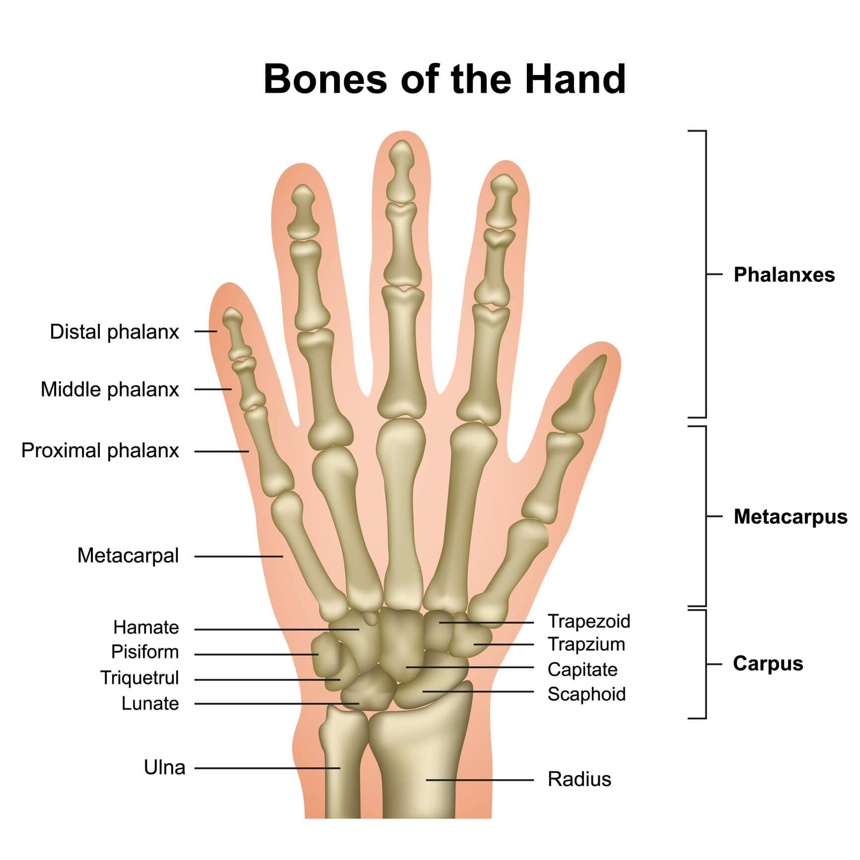 Bones of the Hand and Wrist