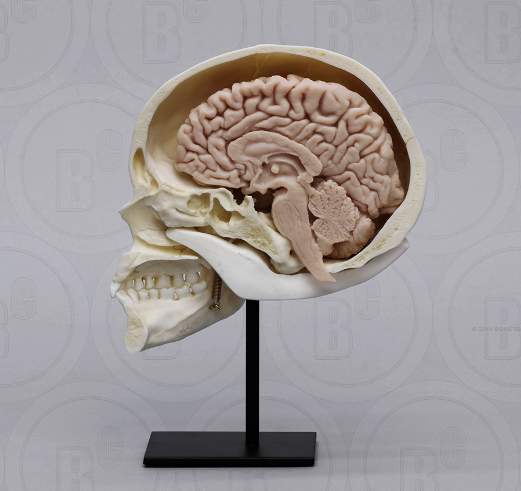 Human Sagittal Cut Half Skull with Brain Hemisphere