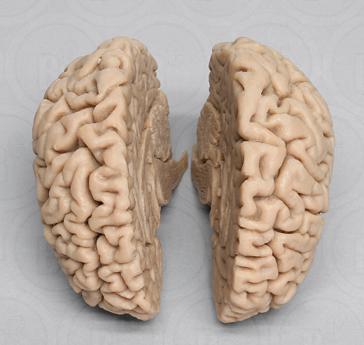 Human Brain