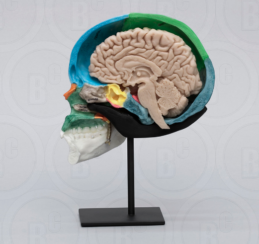 Color-Coded Human Sagittal Cut Half Skull with Brain Hemisphere