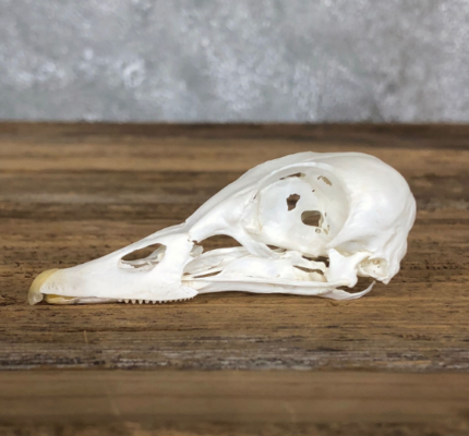 MANDARIN DUCK SKULL FOR SALE