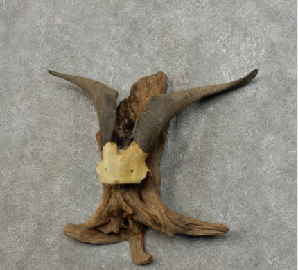 CATALINA GOAT HORN TAXIDERMY MOUNT FOR SALE