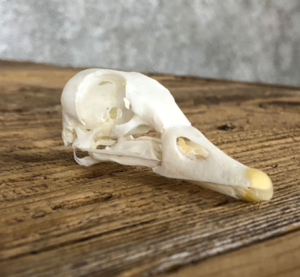 MANDARIN DUCK SKULL FOR SALE