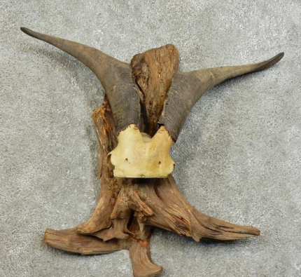 CATALINA GOAT HORN TAXIDERMY MOUNT FOR SALE