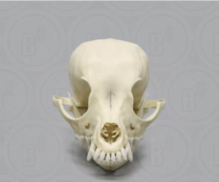 Deer Head Chihuahua Skull