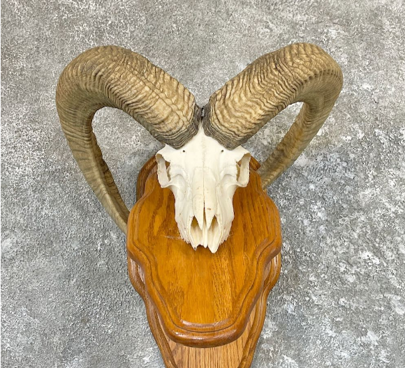 MOUFLON RAM SKULL TAXIDERMY MOUNT FOR SALE