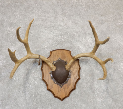 Mule Deer antler plaque taxidermy mount