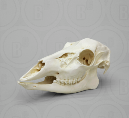 White-tailed Deer Doe Skull