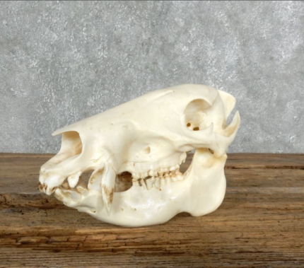 PECCARY SKULL TAXIDERMY MOUNT FOR SALE