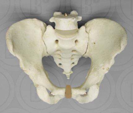 Detachable Pelvis with Flexible Coccyx