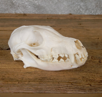 PATHOLOGY ARCTIC FOX SKULL TAXIDERMY FOR SALE