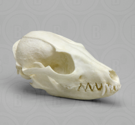 Gray Fox Skull