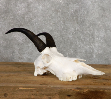 Mountain Goat Skull European Taxidermy Mount for Sale