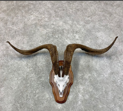 Catalina Goat skull European taxidermy mount