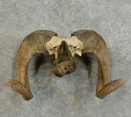 CORSICAN RAM HORN PLAQUE TAXIDERMY MOUNT FOR SALE