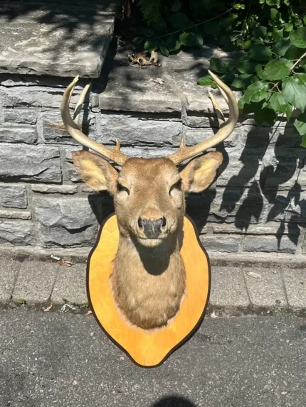 Antique 8 Point Deer Head Mount