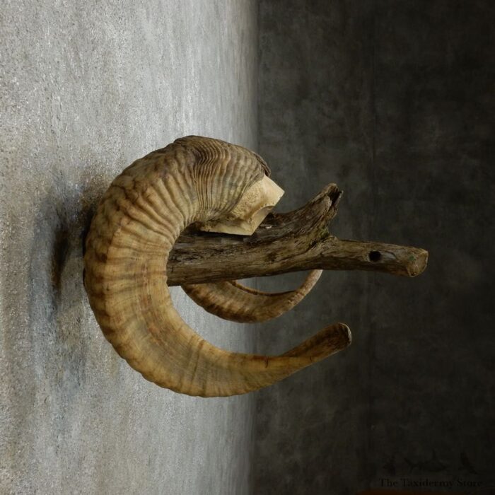 CORSICAN RAM HORN PLAQUE TAXIDERMY MOUNT FOR SALE