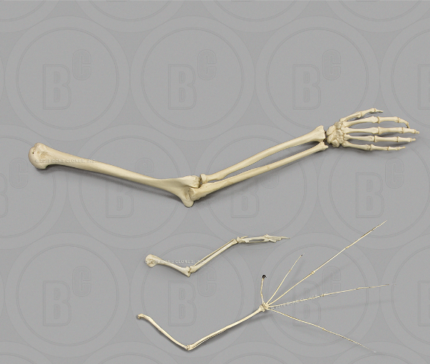 Homologous Structures: Forelimbs, Set of 3