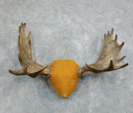 MOOSE ANTLER PLAQUE TAXIDERMY MOUNT FOR SALE