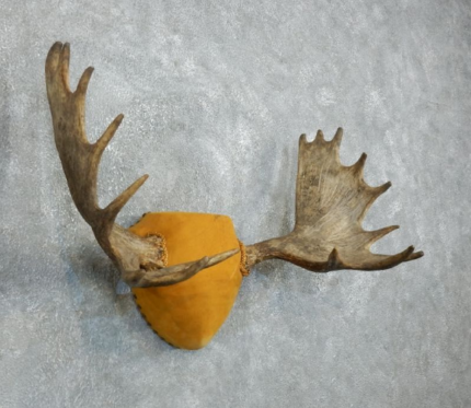 MOOSE ANTLER PLAQUE TAXIDERMY MOUNT FOR SALE