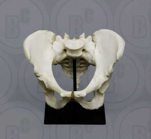 Human Male Magnetic Pelvis