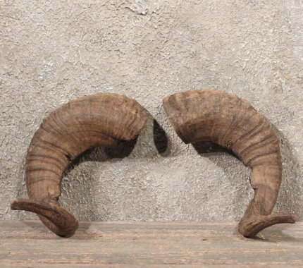 CORSICAN HORN PAIR