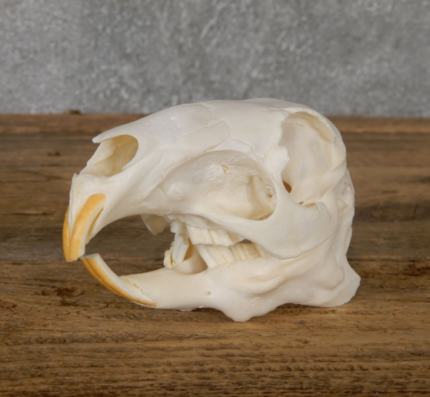 PATAGONIAN CAVY SKULL TAXIDERMY FOR SALE