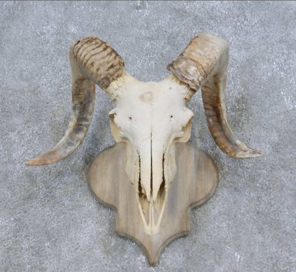 CORSICAN RAM SKULL EUROPEAN MOUNT FOR SALE