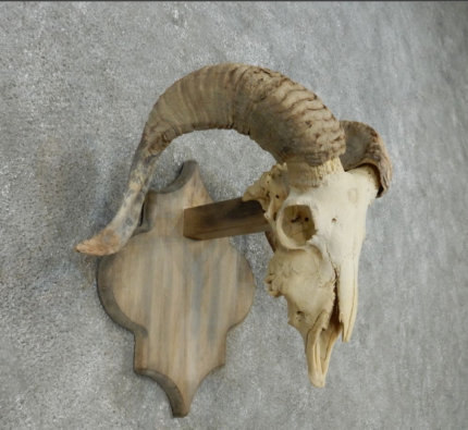 HYBRID RAM & GOAT TAXIDERMY FOR SALE